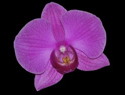 incredibly beautiful Flower Orchid
