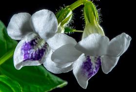 goodly Small Flower violet white