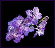 photo of blooming purple orchid on a black background