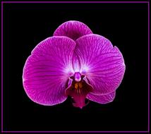 fabulous pink Orchid