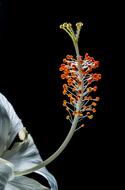 Hibiscus, pistil and stamens at darkness, macro