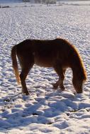 Pony Horse Winter