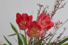 pink Tulips Flowers in garden