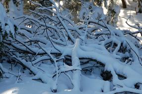 Snowy Branches Winter