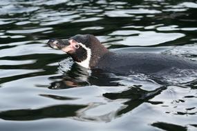 penguin is a waterfowl