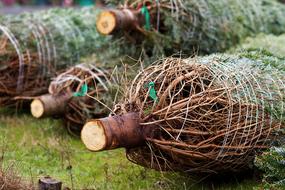 Christmas Trees Wood