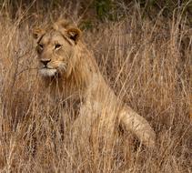 Lion South Africa