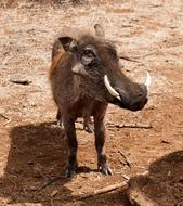 Warthog South Africa