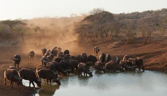 Buffalo South Africa