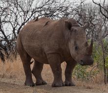 Rhinoceros South Africa