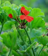 Geranium, red Flowers at green foliage