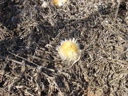 dried thistle buds