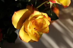 absolutely beautiful Yellow Flower shadow