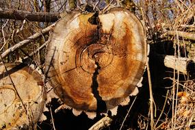 Annual Rings Wood Tree