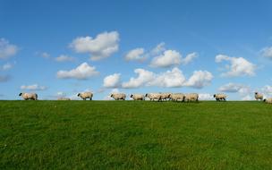 Sheep Sky