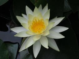 Nuphar Lutea, white Water Lily