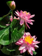 Lotus Flowers Flower
