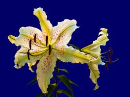 Lily White Purple Dots flower