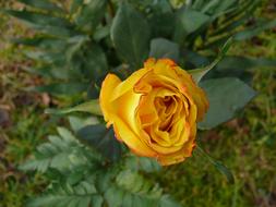 beautiful Rose, Yellow Flower at greenery