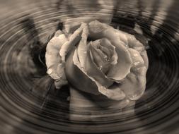 Rose Flower Heart water black and white