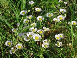 Daisy Wild Flower