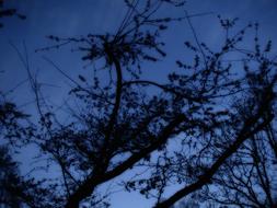 Tree branches At Night