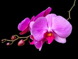 purple inflorescence of moth Orchid at darkness