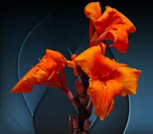 fire Flower