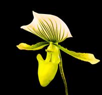 Beautiful blooming yellow, green and white orchid flower at black background