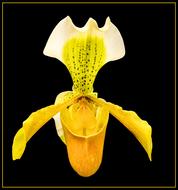 Slipper orchid, beautiful yellow Blossom