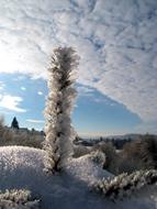 frosted Snowy trees