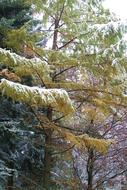 Larch Snow Winter