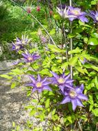 incredibly beautiful Clematis Flowers