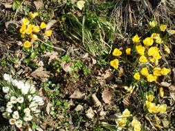 fabulous Crocus Flower