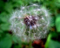 Dandelion Seed Head