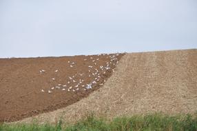 Field Earth