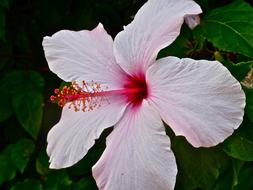 goodly Mallow Hibiscus Blossom
