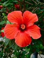 Red Hibiscus flowers, top view