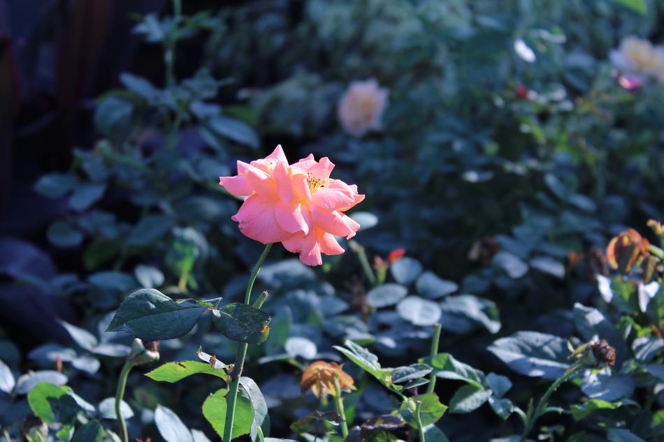 unusually beautiful Rose Pink