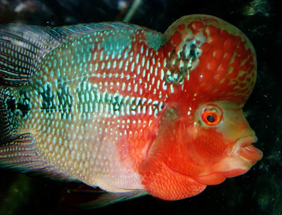 Exotic Kamalau Fish