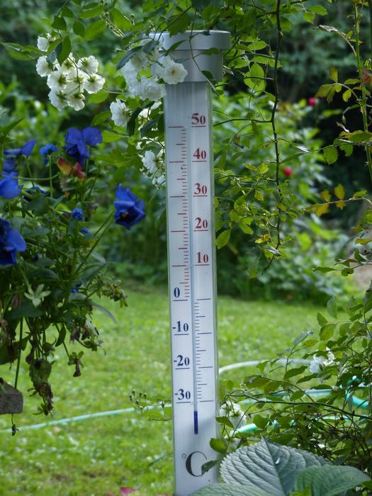 thermometer, blue flowers in the garden