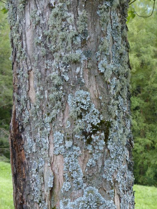 Blue Grey Lichen tree Braid