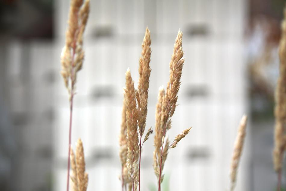 Close-up of the beautiful, yellow cereals, at blurred background