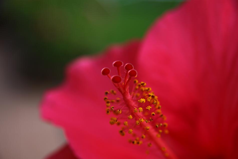 incredibly beautiful Red close up