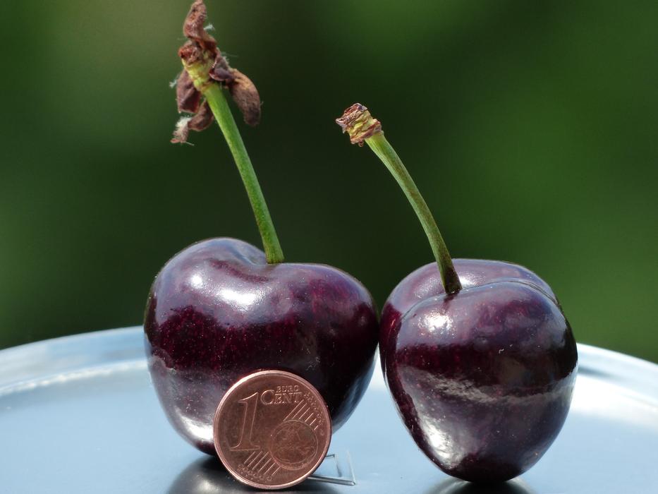 Cherries and coin