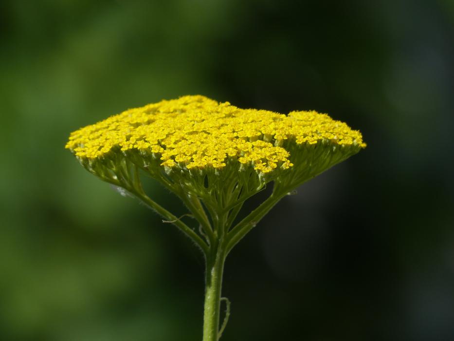 Fernleaf yellow Flower