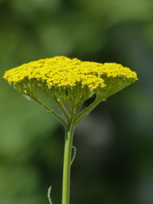 fabulous Fernleaf Flower