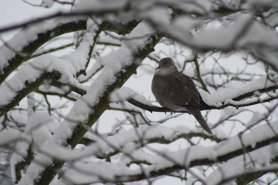 Dove on Tree at Winter