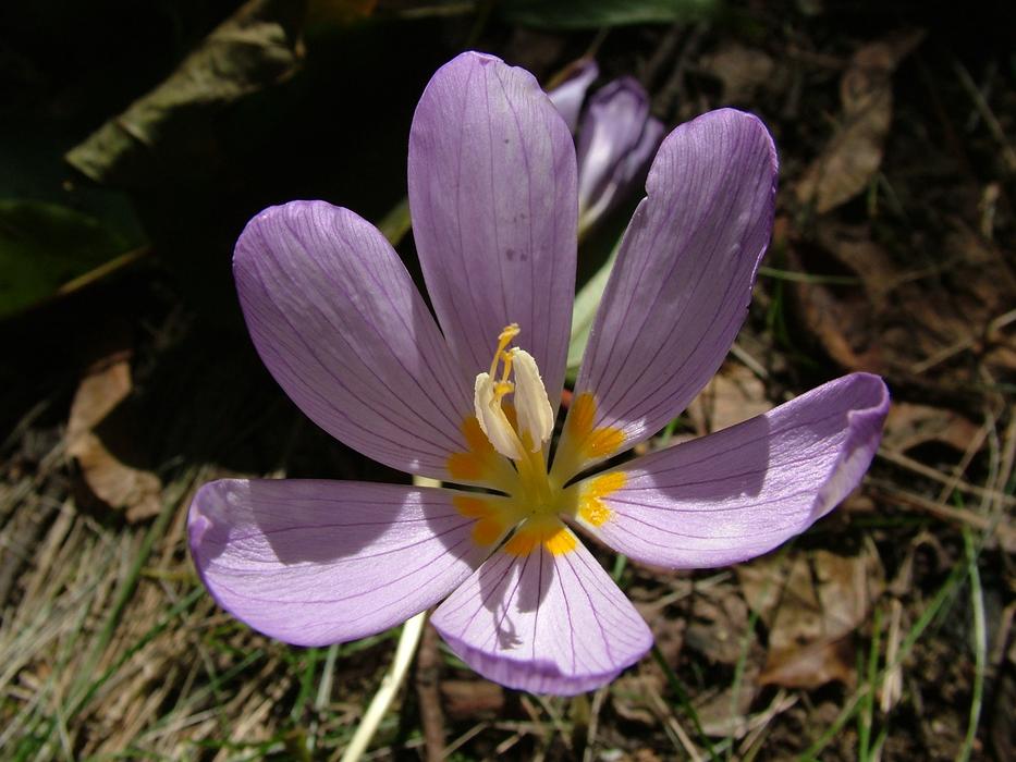 perfect Autumn Flower