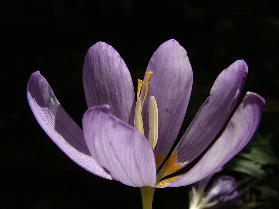 Colchicum autumnale, Autumn crocus, side view of flower, macro